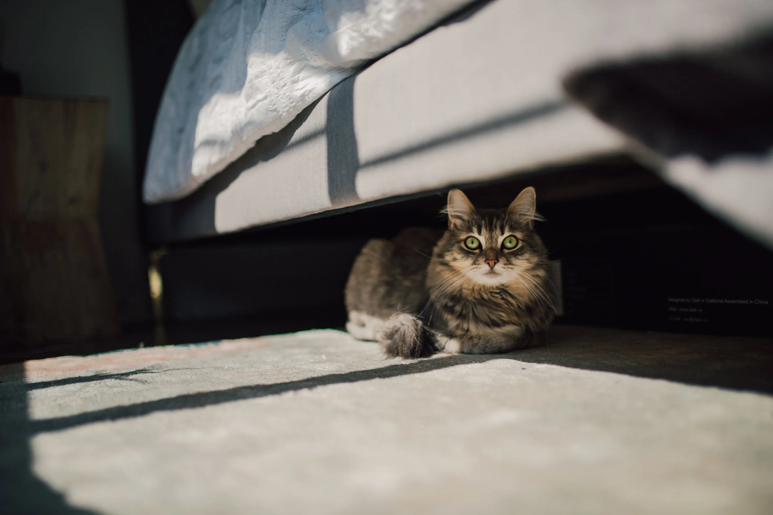 Nymeria08.jpg
