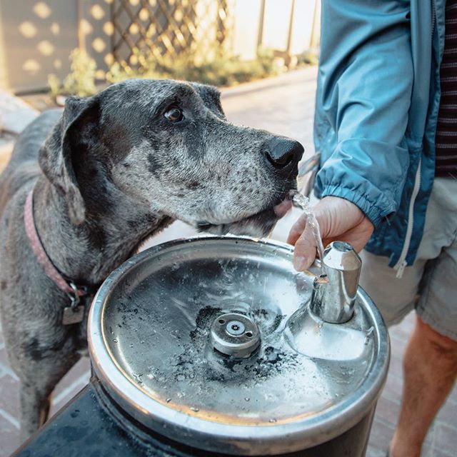 “Dog bowls are for peasants”, says Shelby the Great Dane as she sips from the hooman drinking fountain. 😂 👑