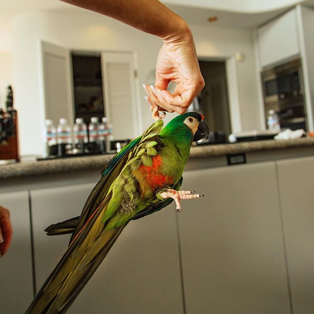 Can’t forget about our flying friends 🐦 Never been a big bird person but this guy can do some cool tricks with his owner 👏🏼 such pretty colors too 😍