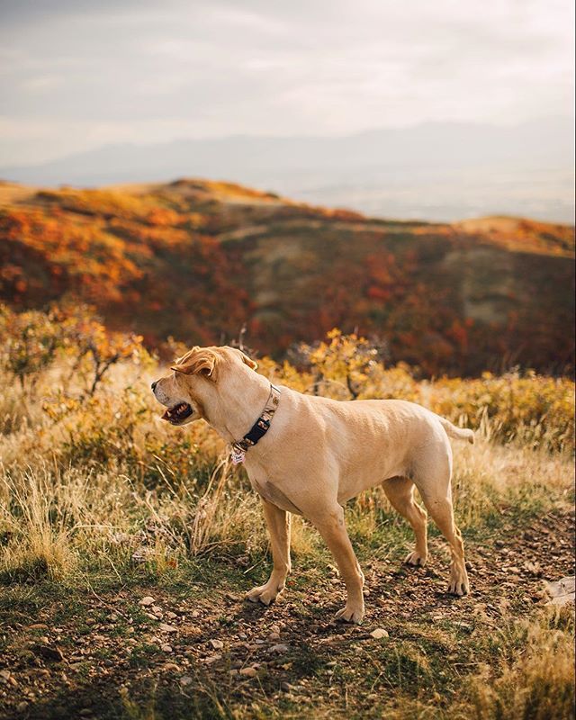 Take me with you on your next adventure with you pup!! Your love for the outdoors and for your pet needs to documented. 😍🍃 #lifewithpets