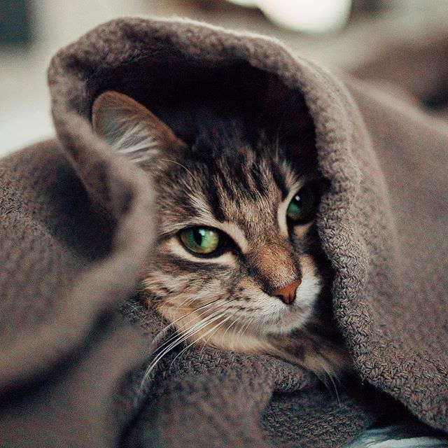 Cats find the best hiding spots 🐱✨🐈