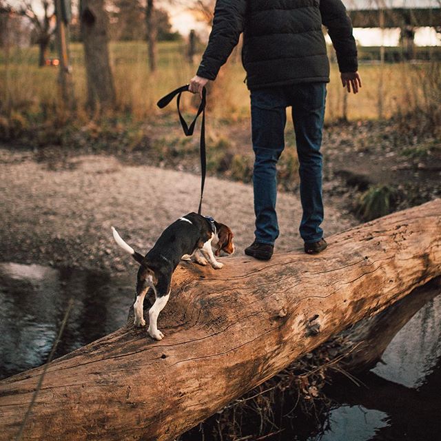 Cute lil beagle looking timid as he walks across the log, so tender. #lifewithpets