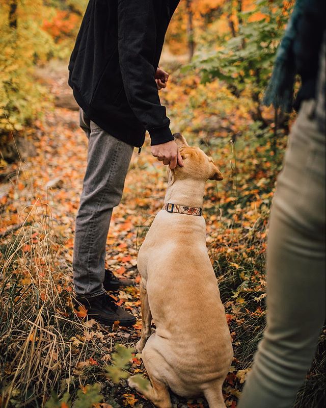 I wonder how many times I say “good girl” to my dog a day ?? 🤔😂🐶