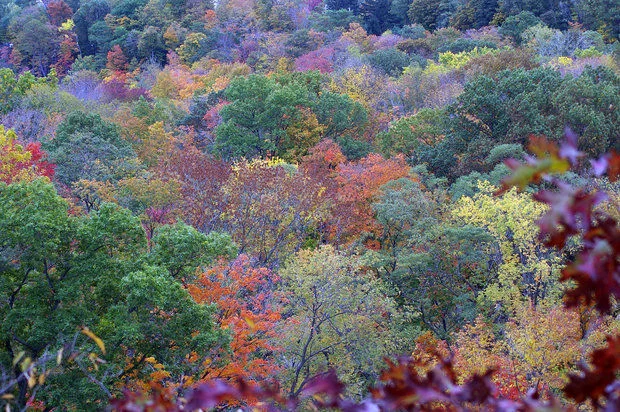 Trees in autumn in the Cleveland Metroparks (Joanne Berger DuMound/Sun News )