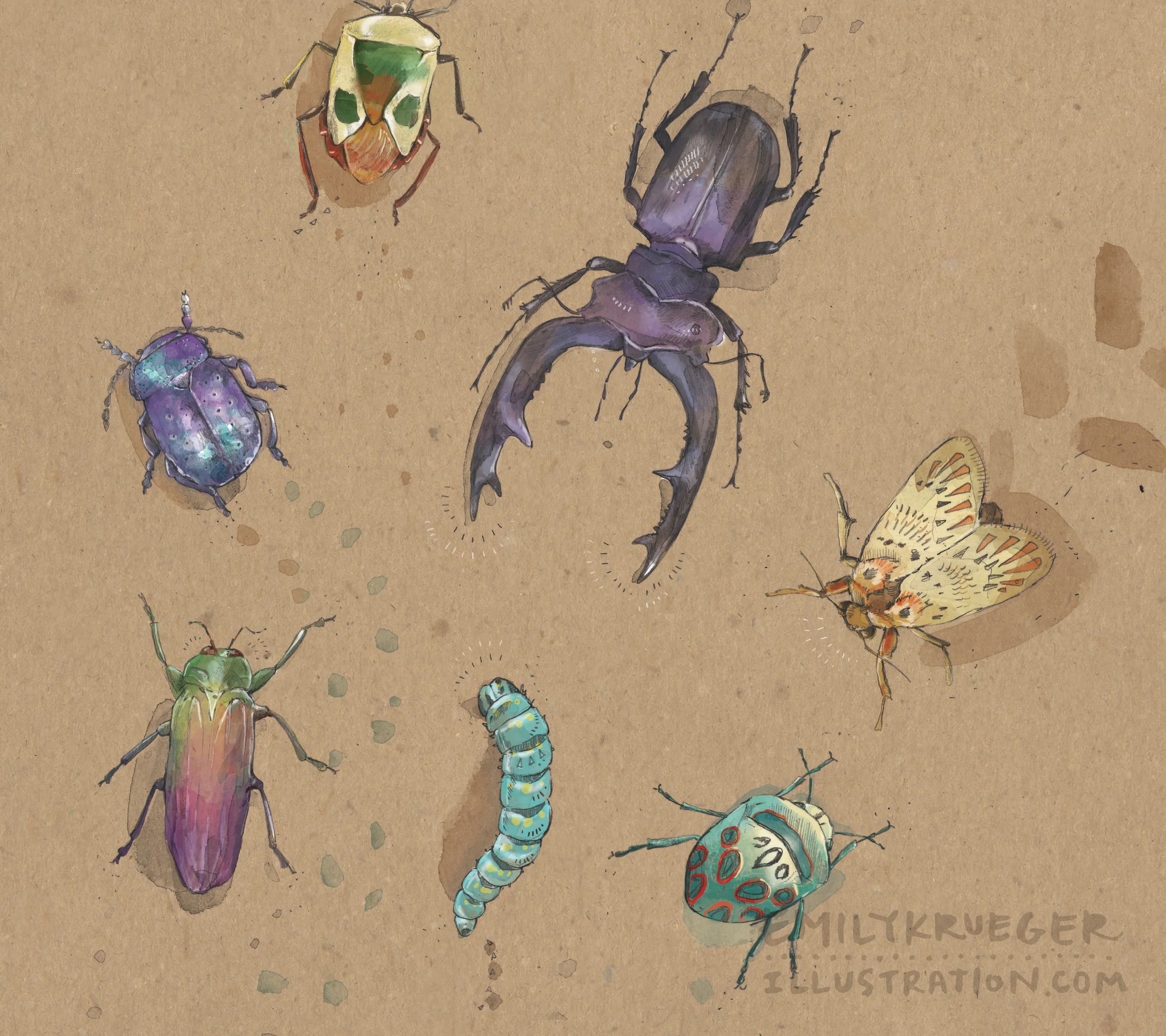 Insects