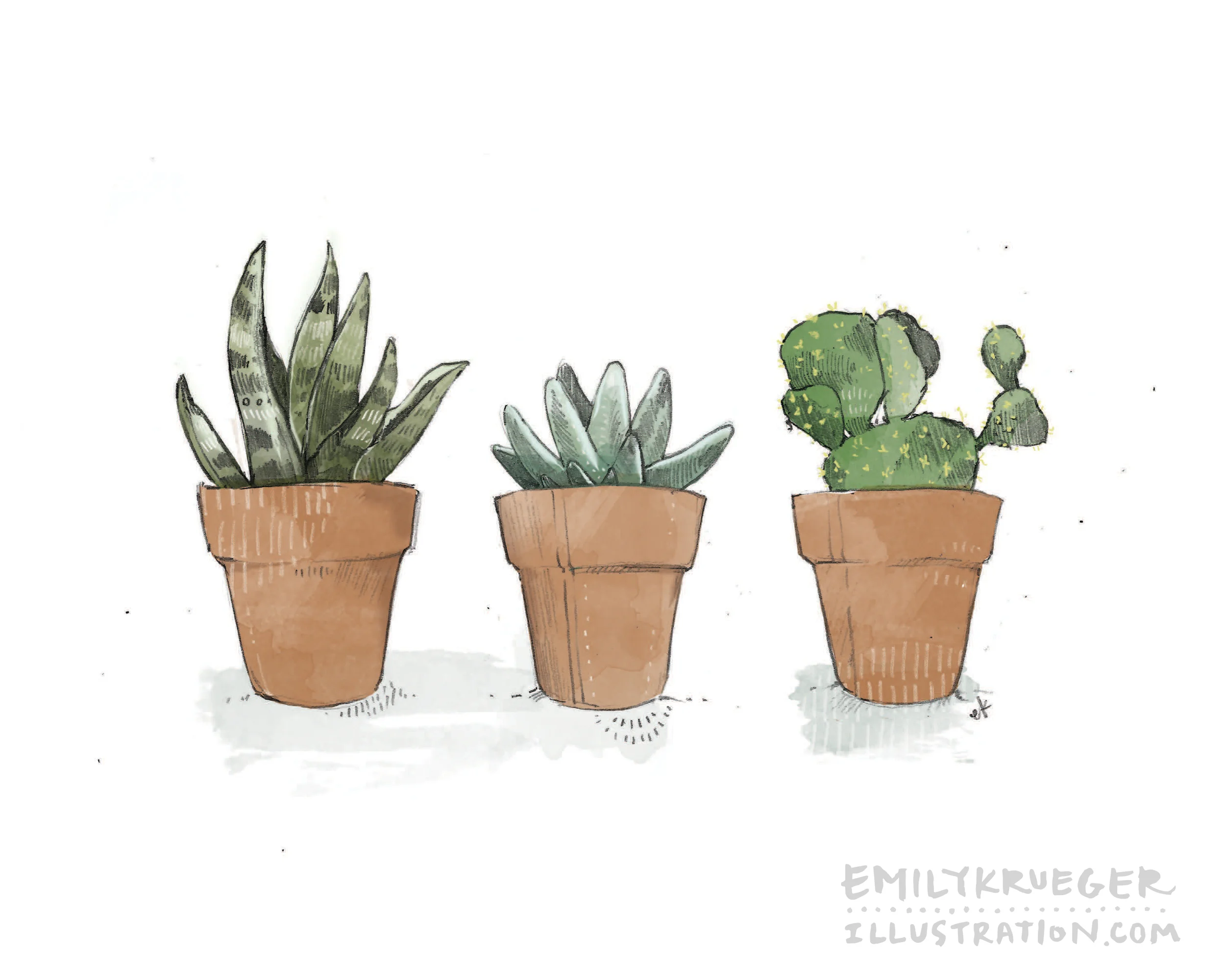 Succulents
