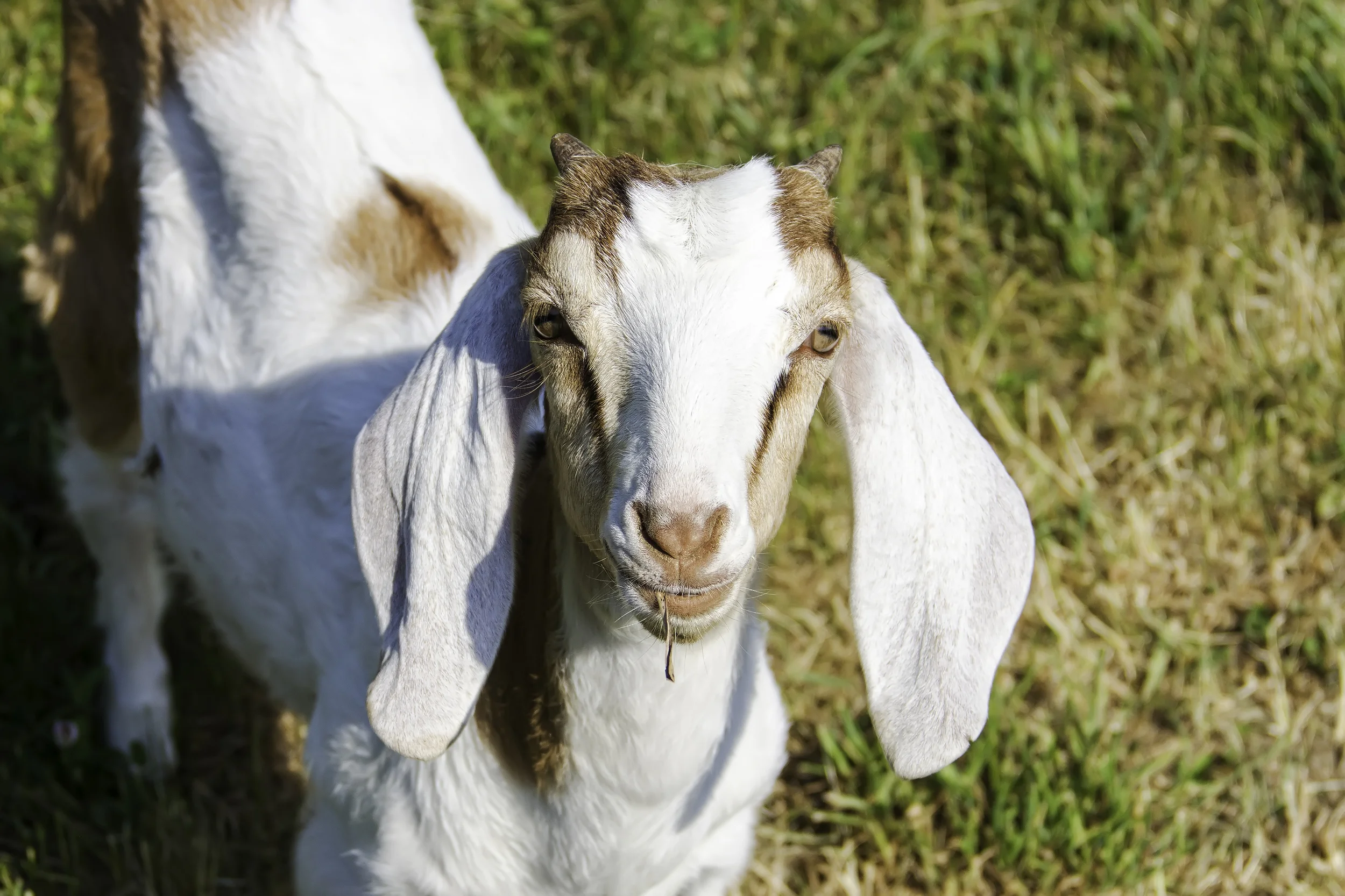 IMG_6523 as Smart Object-1_RAW_Tsp_SS_NW_Curv.jpg