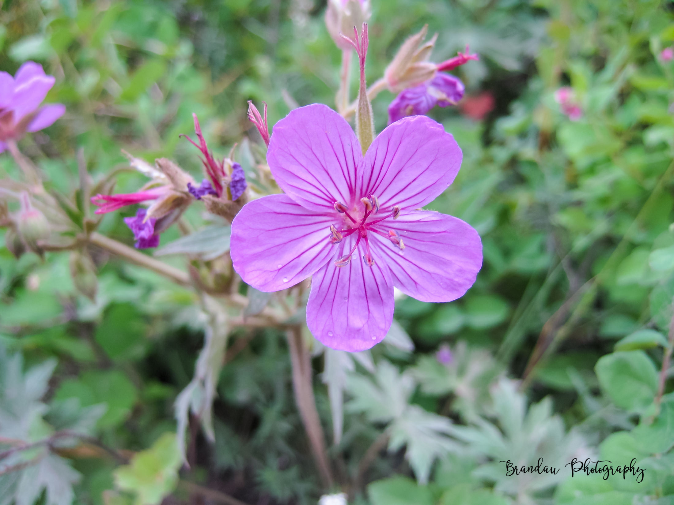 Brandau Photography - Flower