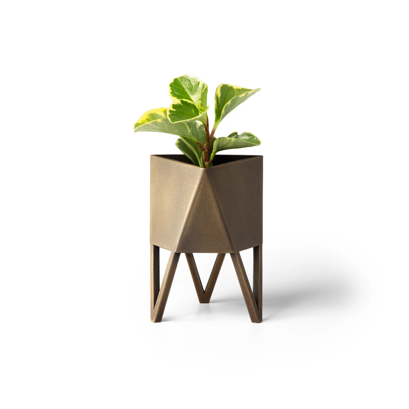Brass_with Plant_1.jpg