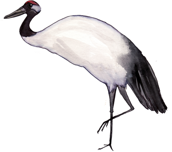 grulla.png