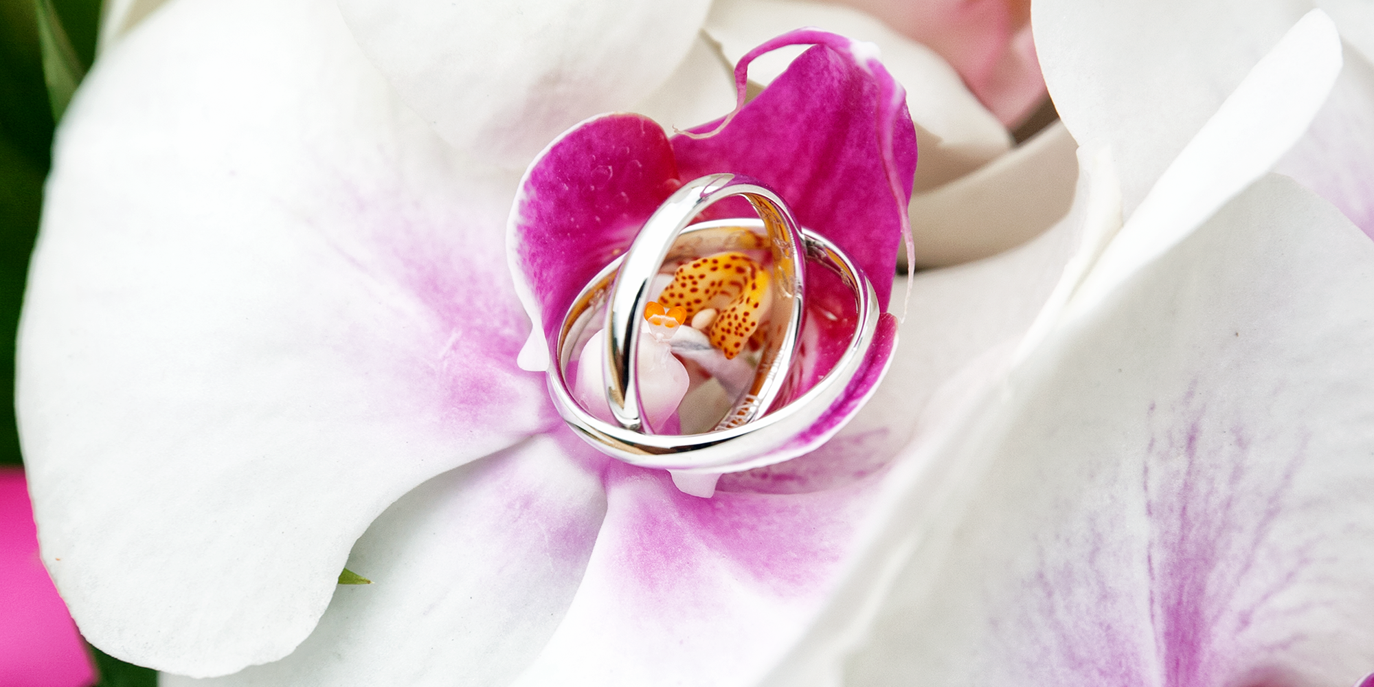 ring2.png