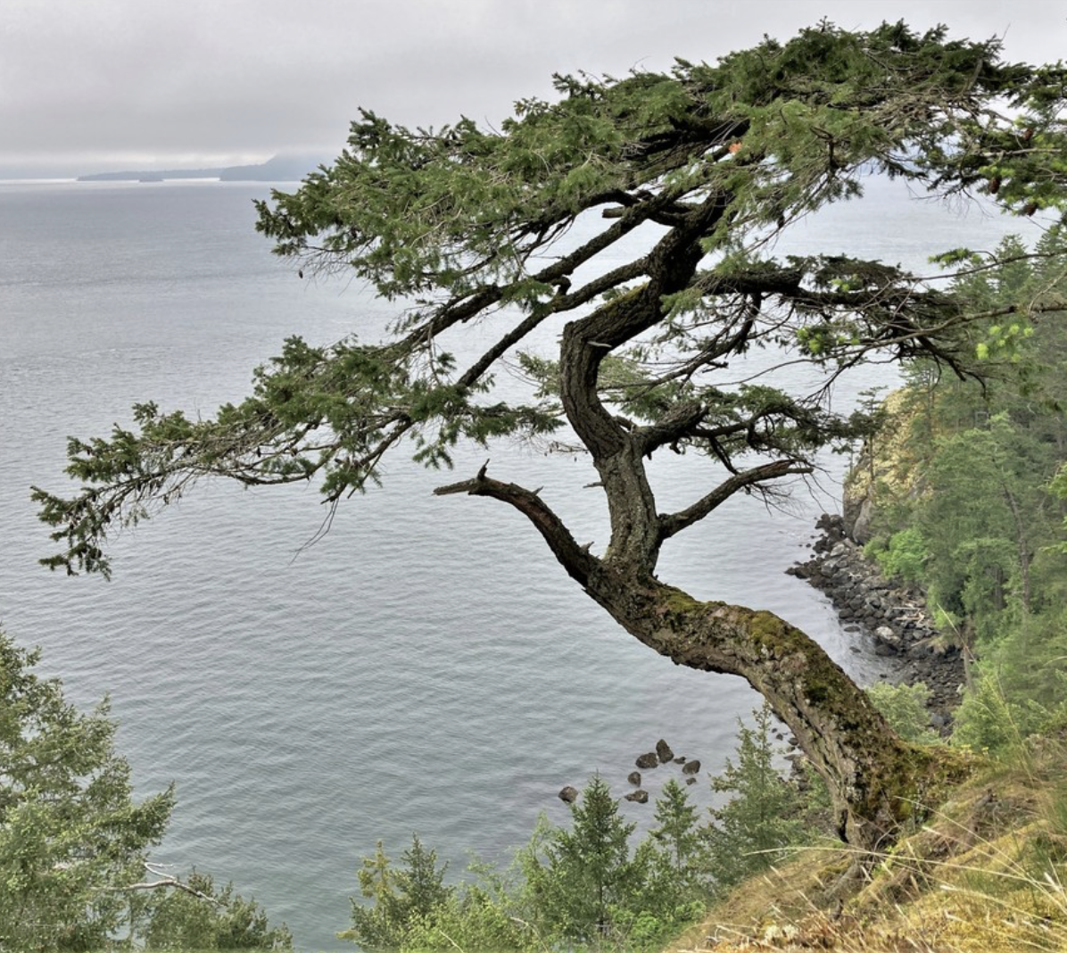 Douglas-fir