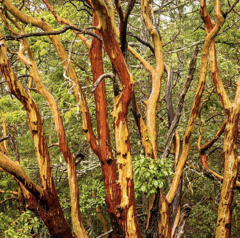Arbutus