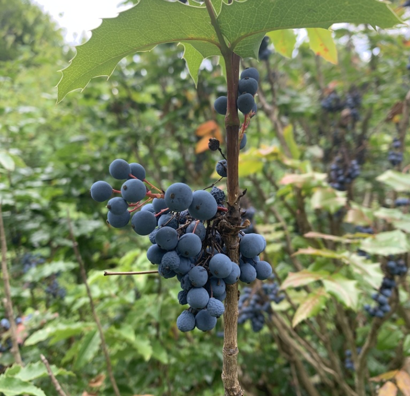 Oregon Grape
