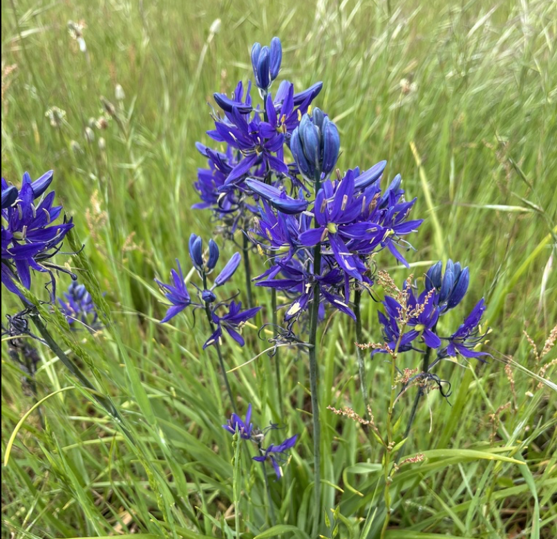 Camas