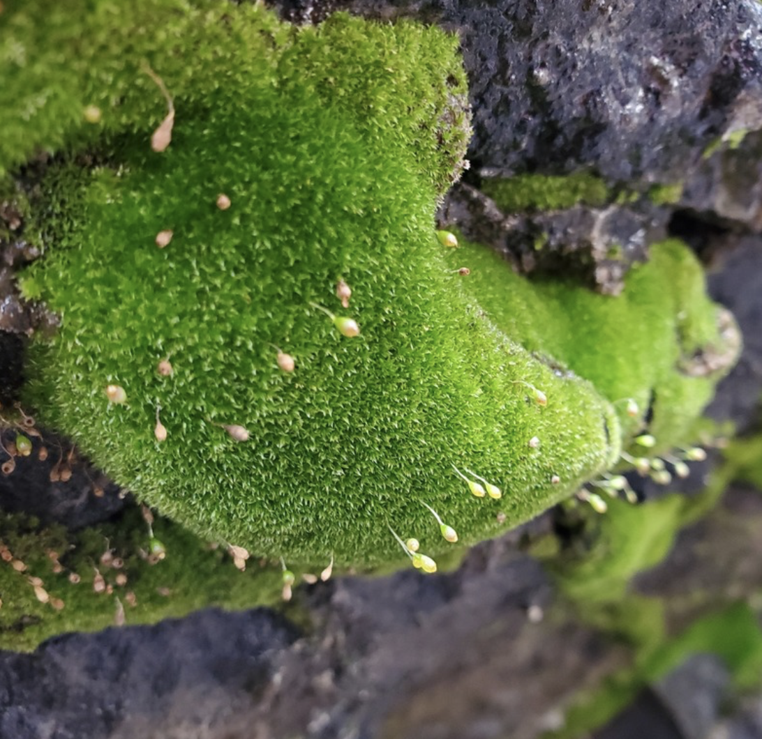 Joint-toothed Moss
