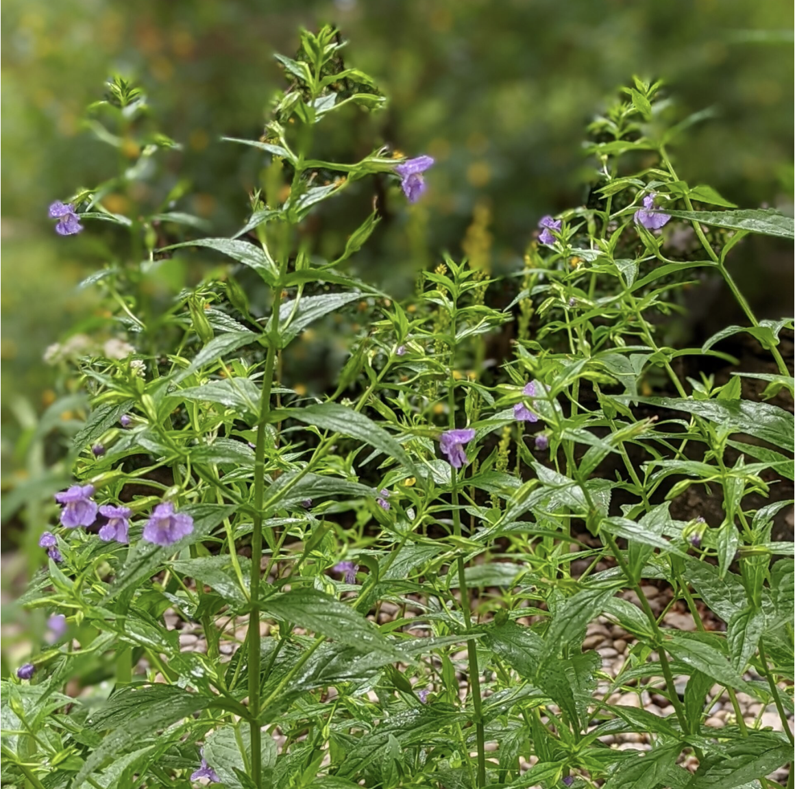 Stone Monkey Flower