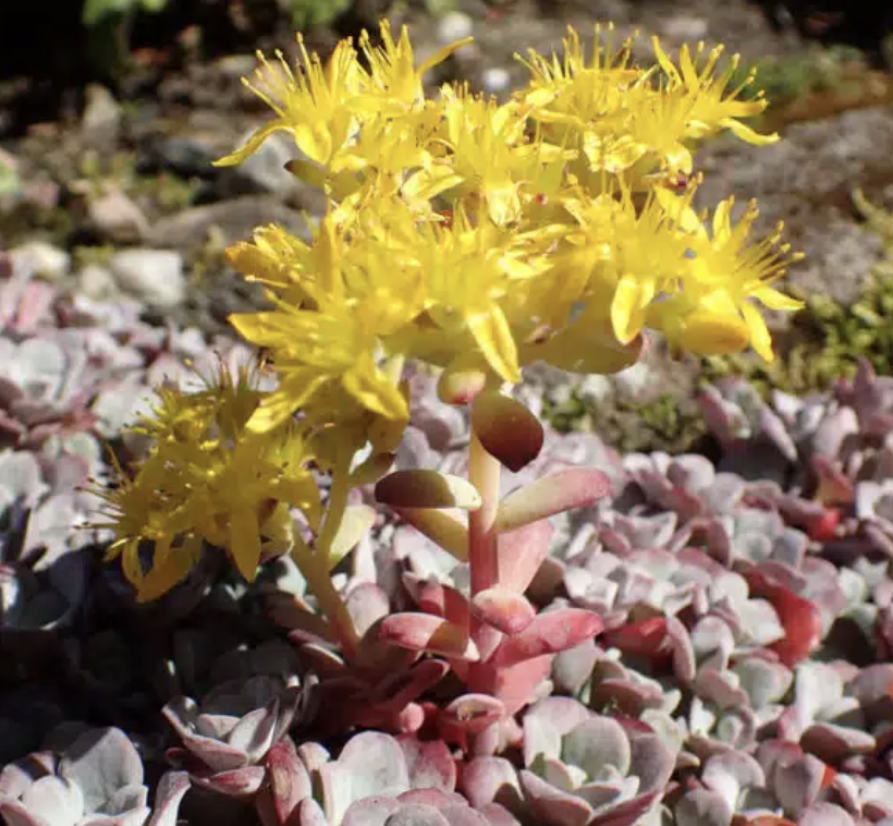Broadleaf Stonecrop