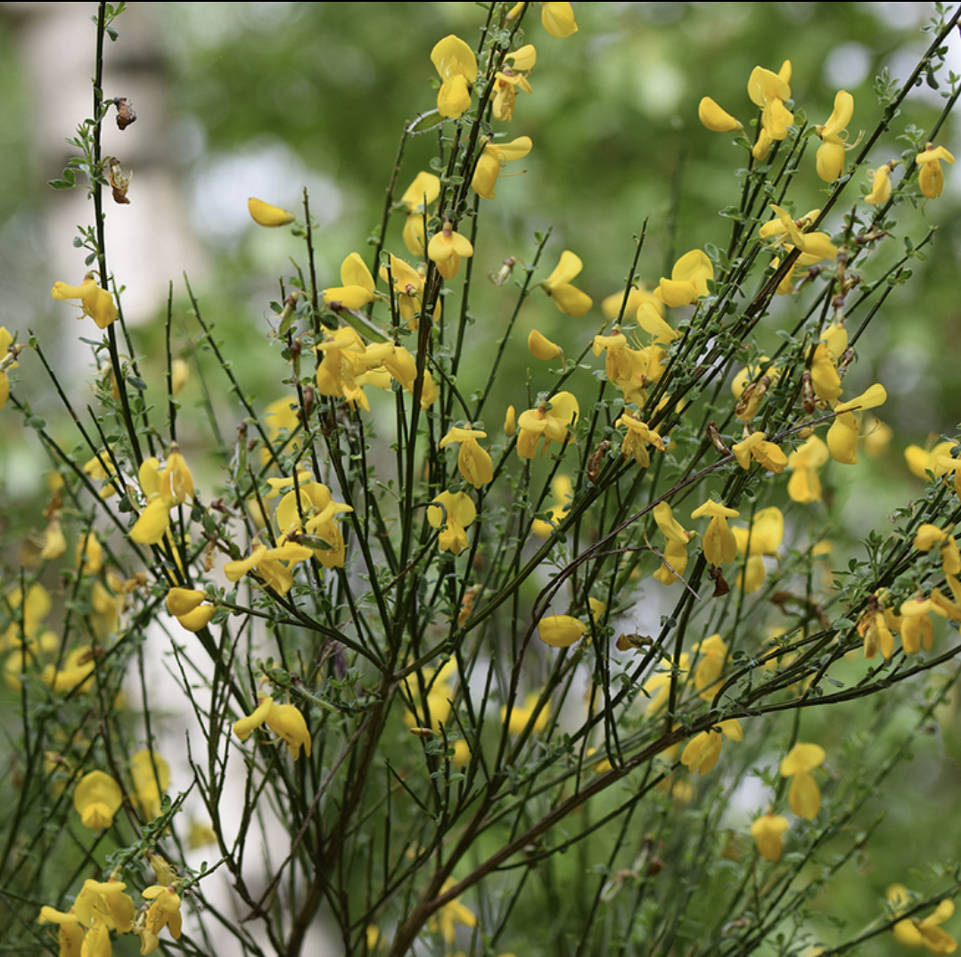 Scotch Broom