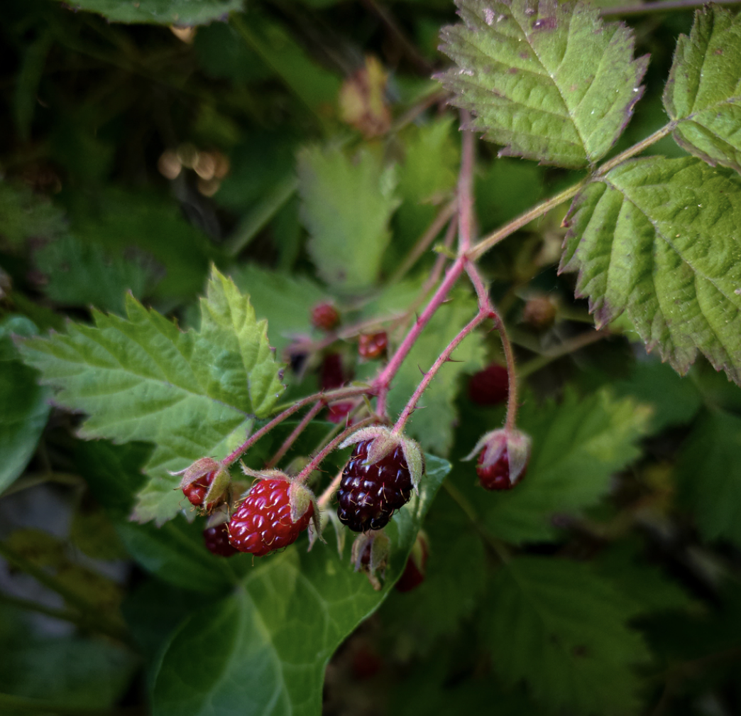 Trailing Blackberry