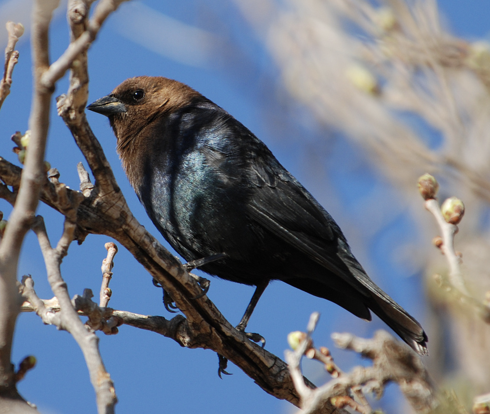 Brown-headed Cowbird