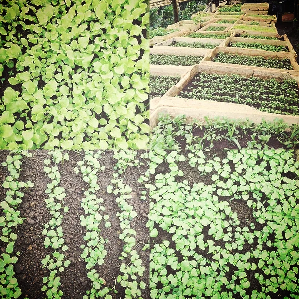 Microgreeeens
