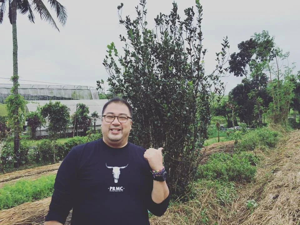 Giant bay leaf tree - taller than me! 😁