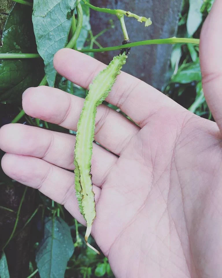 One of my favorite veggies - wing beans, also known as sigarilyas.