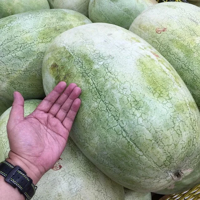 Jurrasic Melons