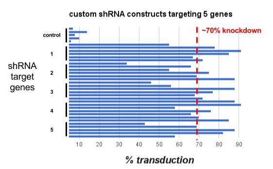 Percentage knockdown of 36 shRNA constructs targeting 6 genes (including control). On average >70% of our designed constructs transduce at a 70% or greater expression and transcript knockdown as determined by Q-PCR. 