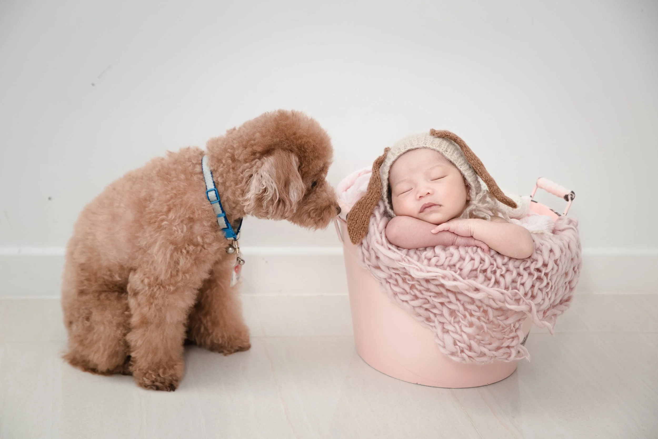 Newborn photography with pet by Mamamiyo Photography, Singapore: a brown dog leaning gently towards a sleeping newborn in a pink basket.