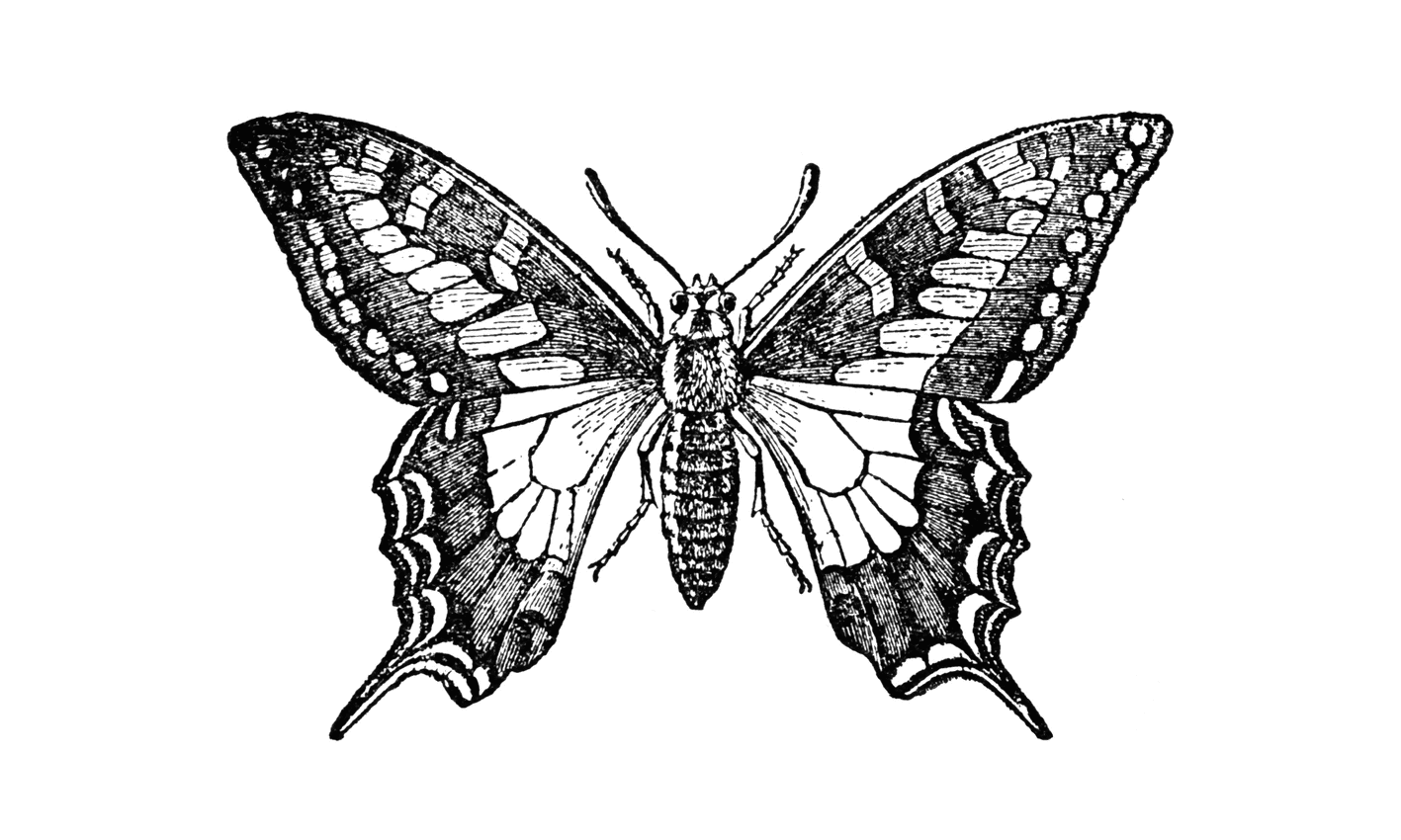 butterfly_7506_lg.gif