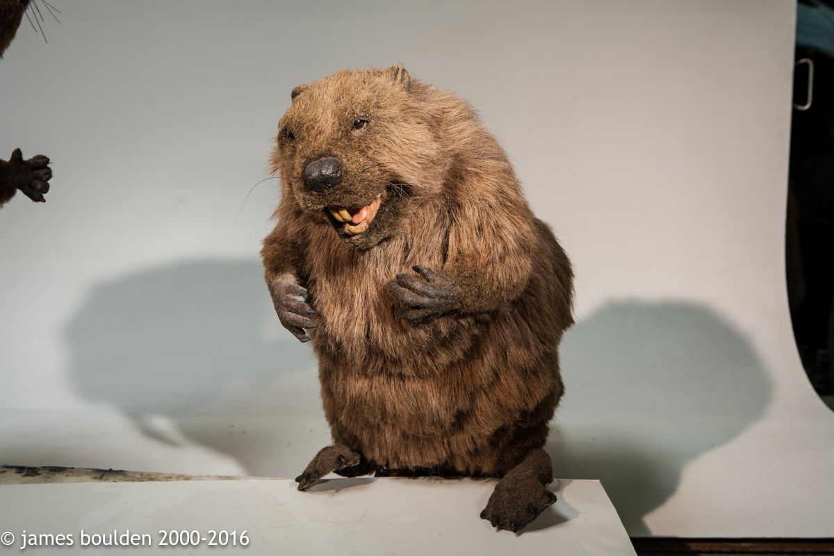 animated_beaver_3510_2__80820.1460756175.1280.1280.jpg