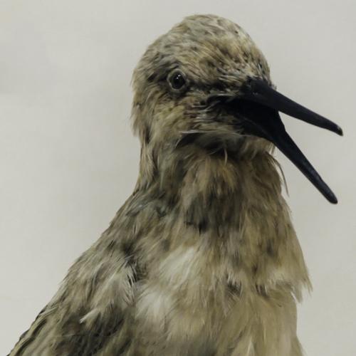 sandpiper_logo___92112.1407521532.1280.1280.png