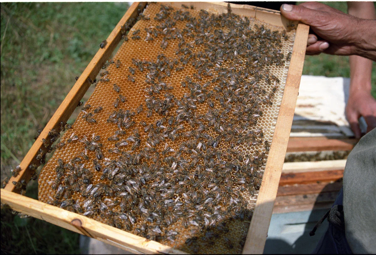 HoneyBee.jpg
