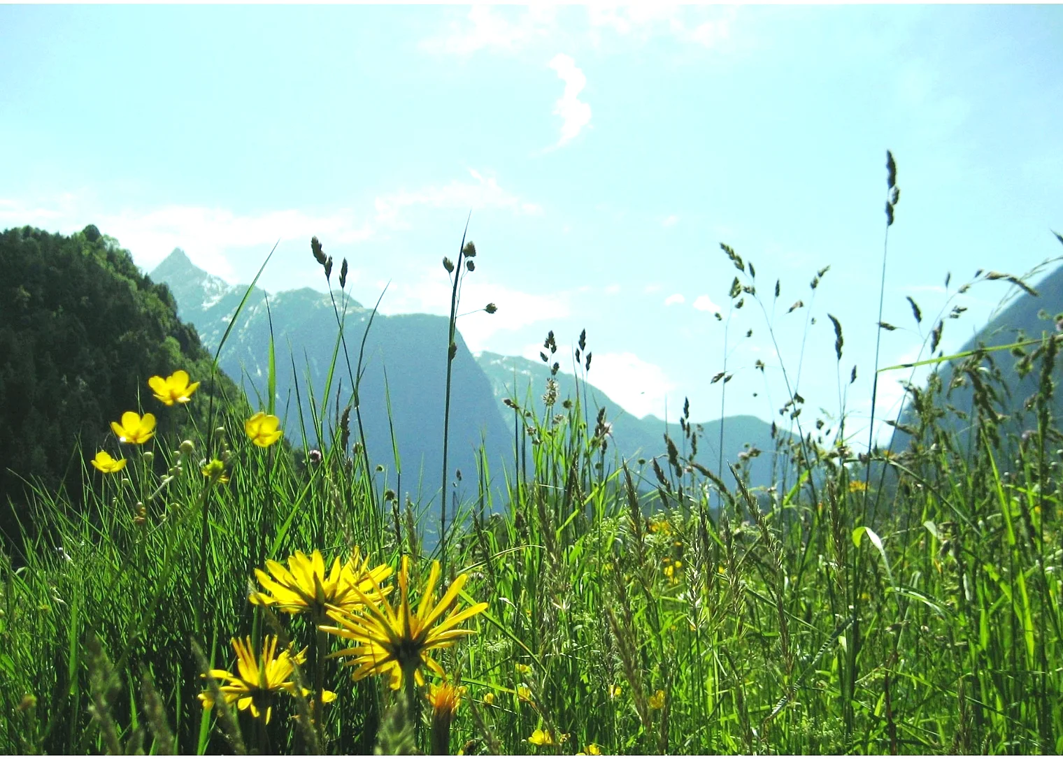 Sommerpanorama 2_Wiese mit Acherkogel.jpg