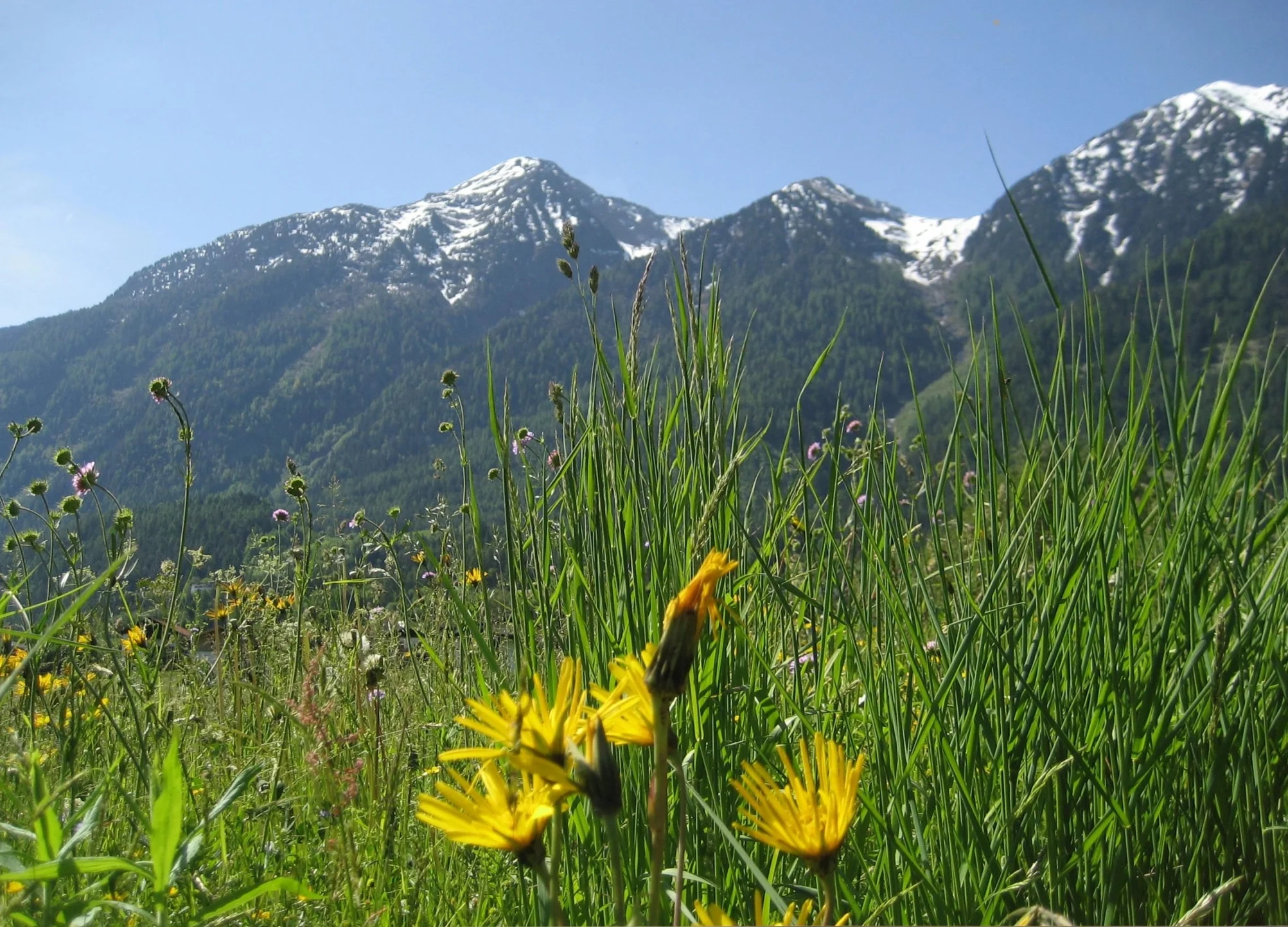 Grüne Wiese Karköpfe_Frühjahr.jpg