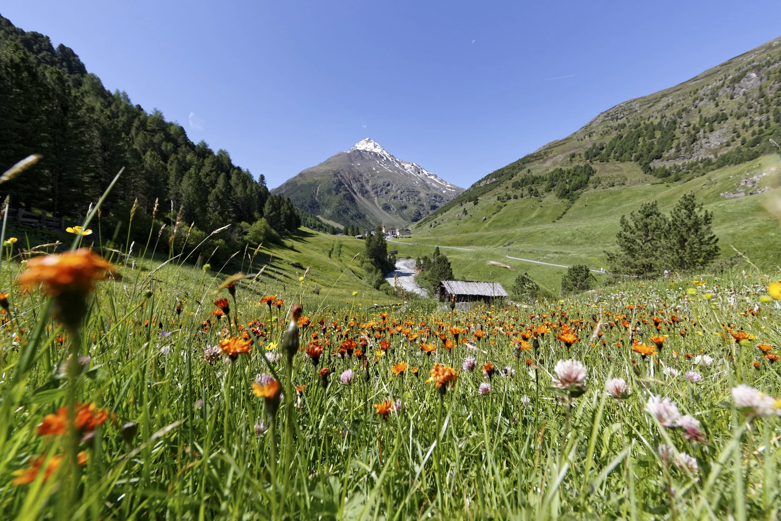 Ötztal_Chalet_Tirol_Blumenwiese_Vent.jpg