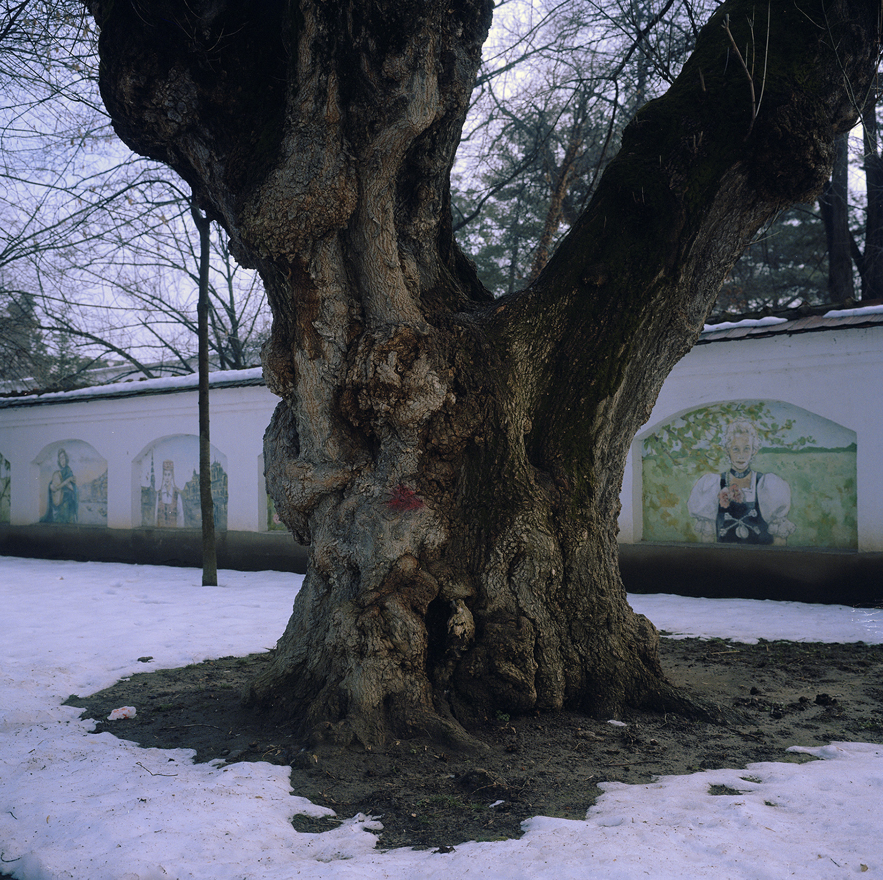 Annemarie_Bala_Europa_Park_tree.jpg