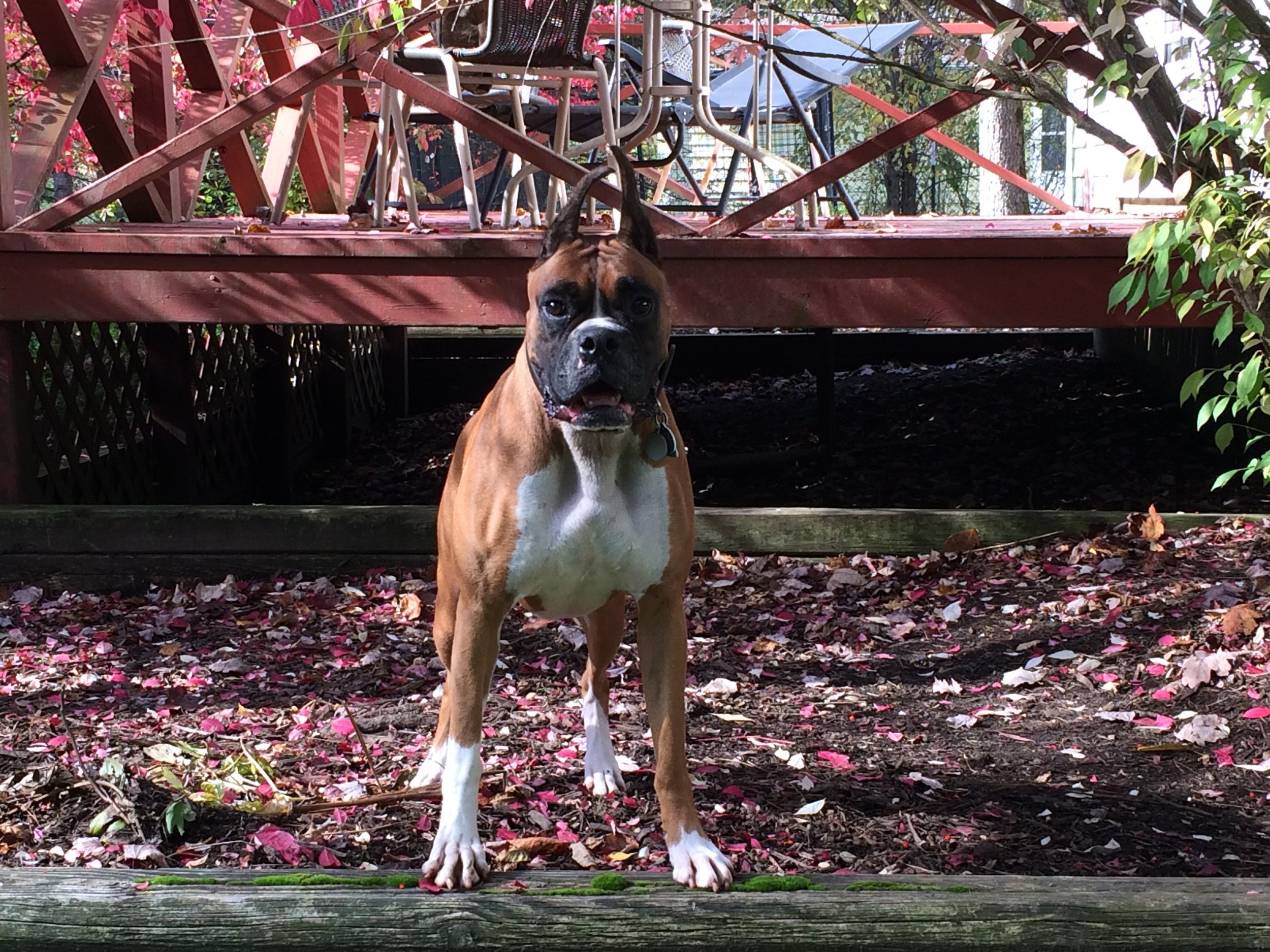 Dog sitting in the sun