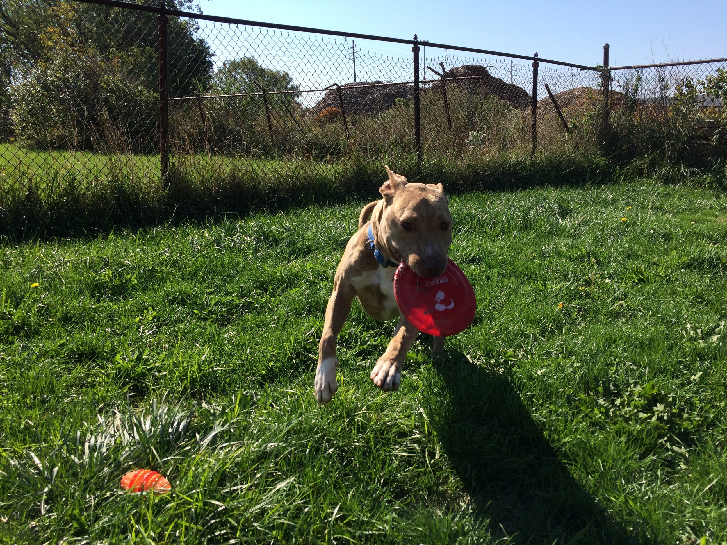 Dog walking at the park