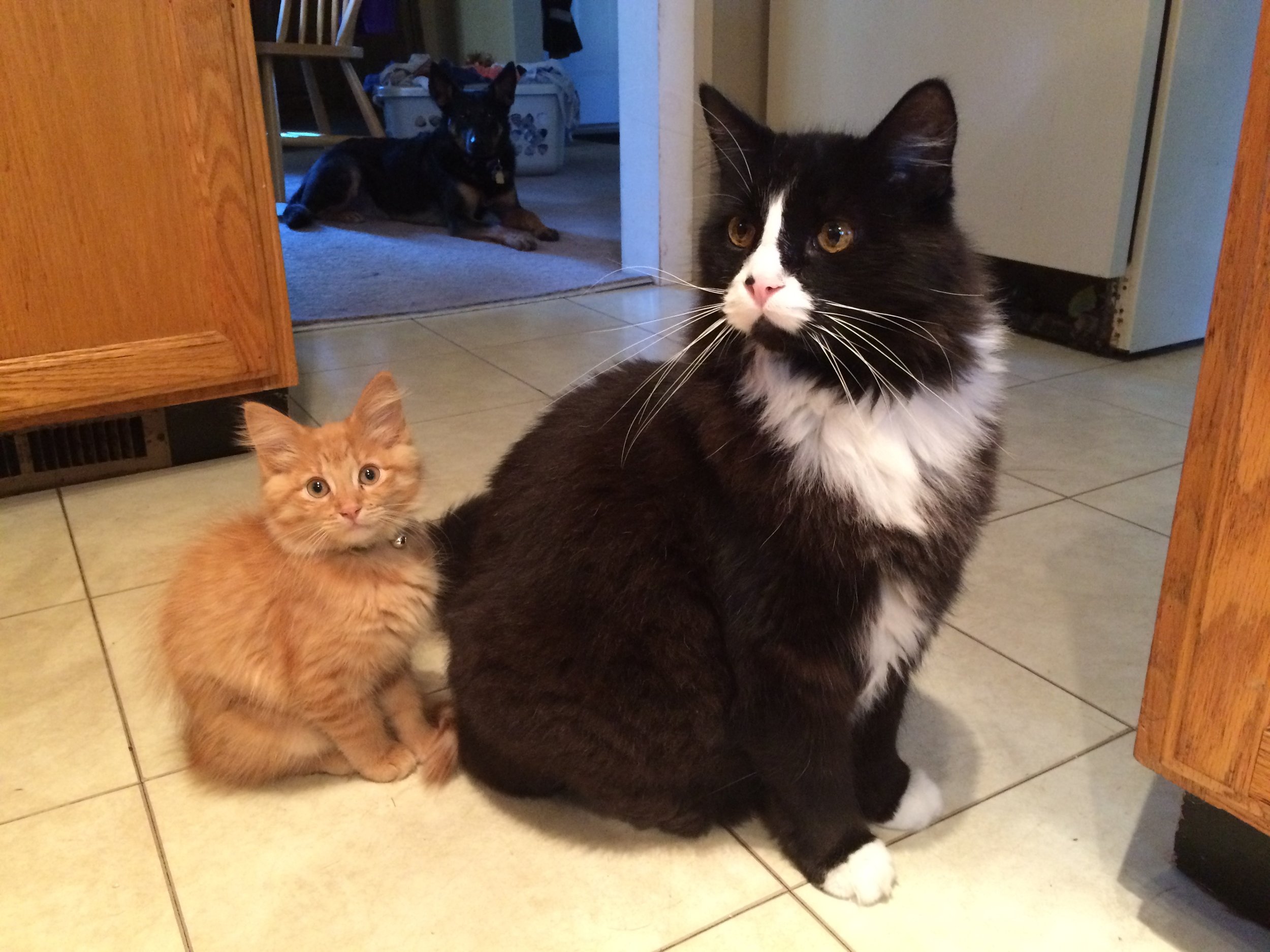 Cat sitting