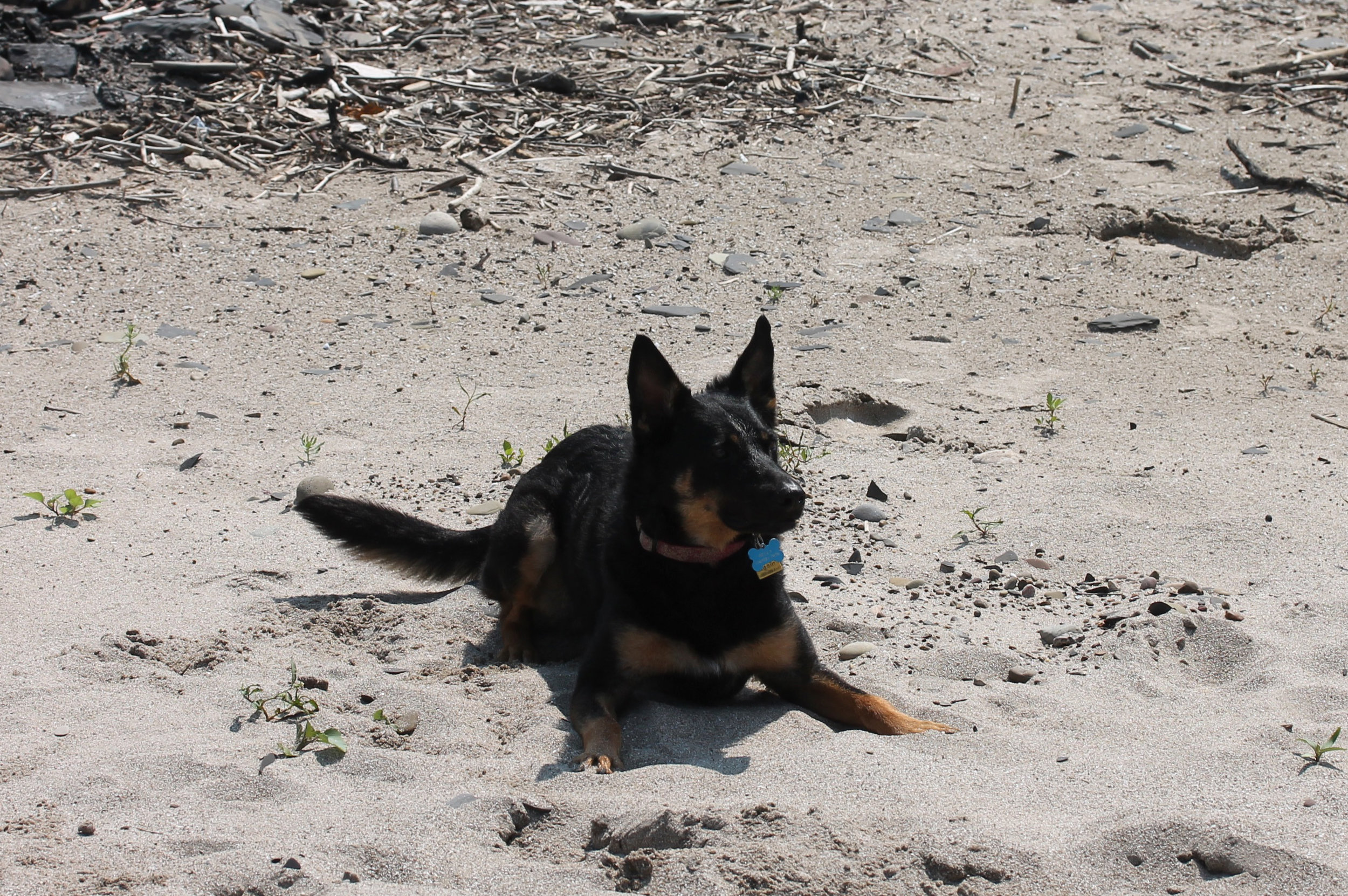 Dog sitting at the beach