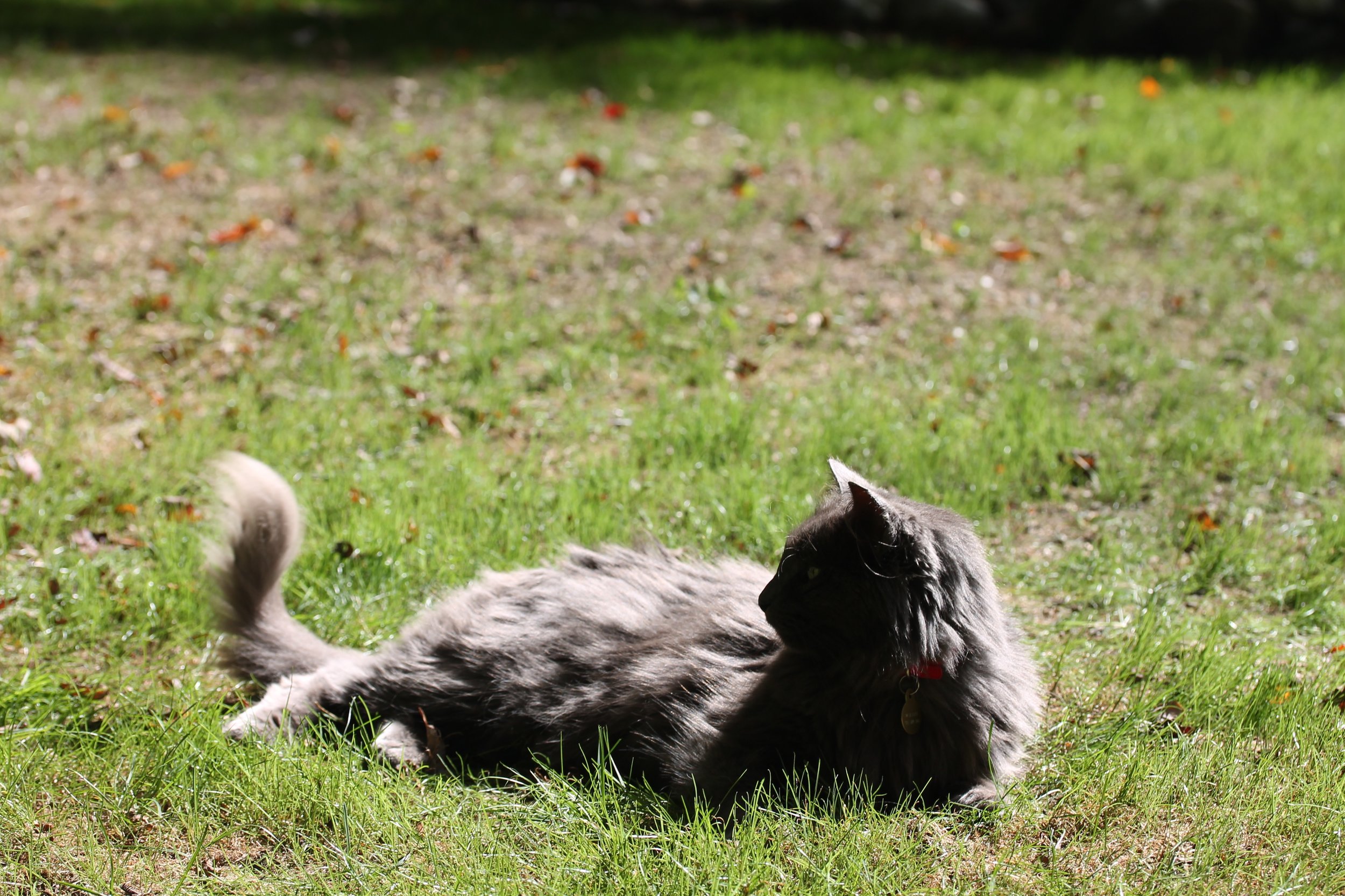 Cat Sitting in the sun