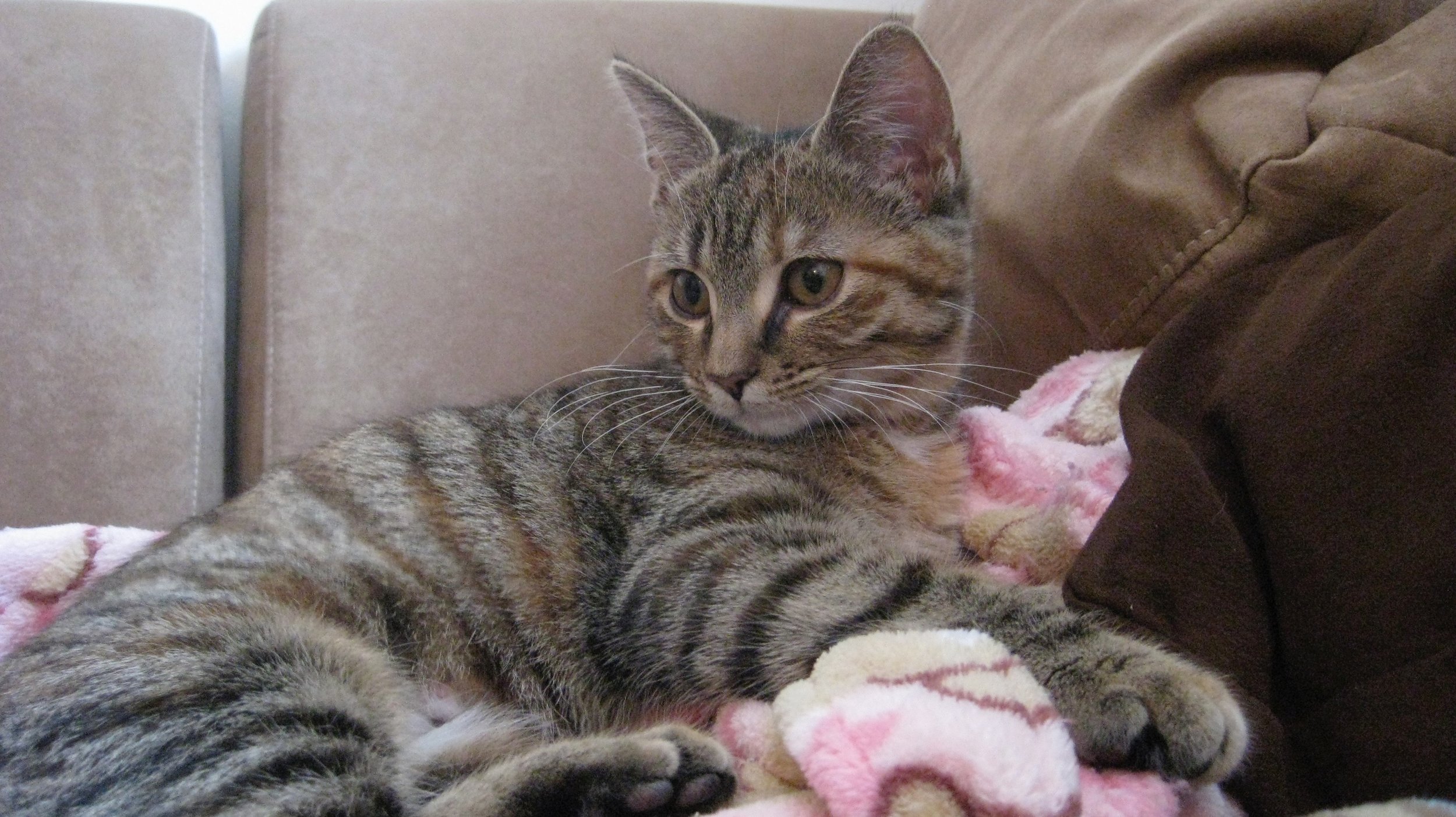 Cat Sitting