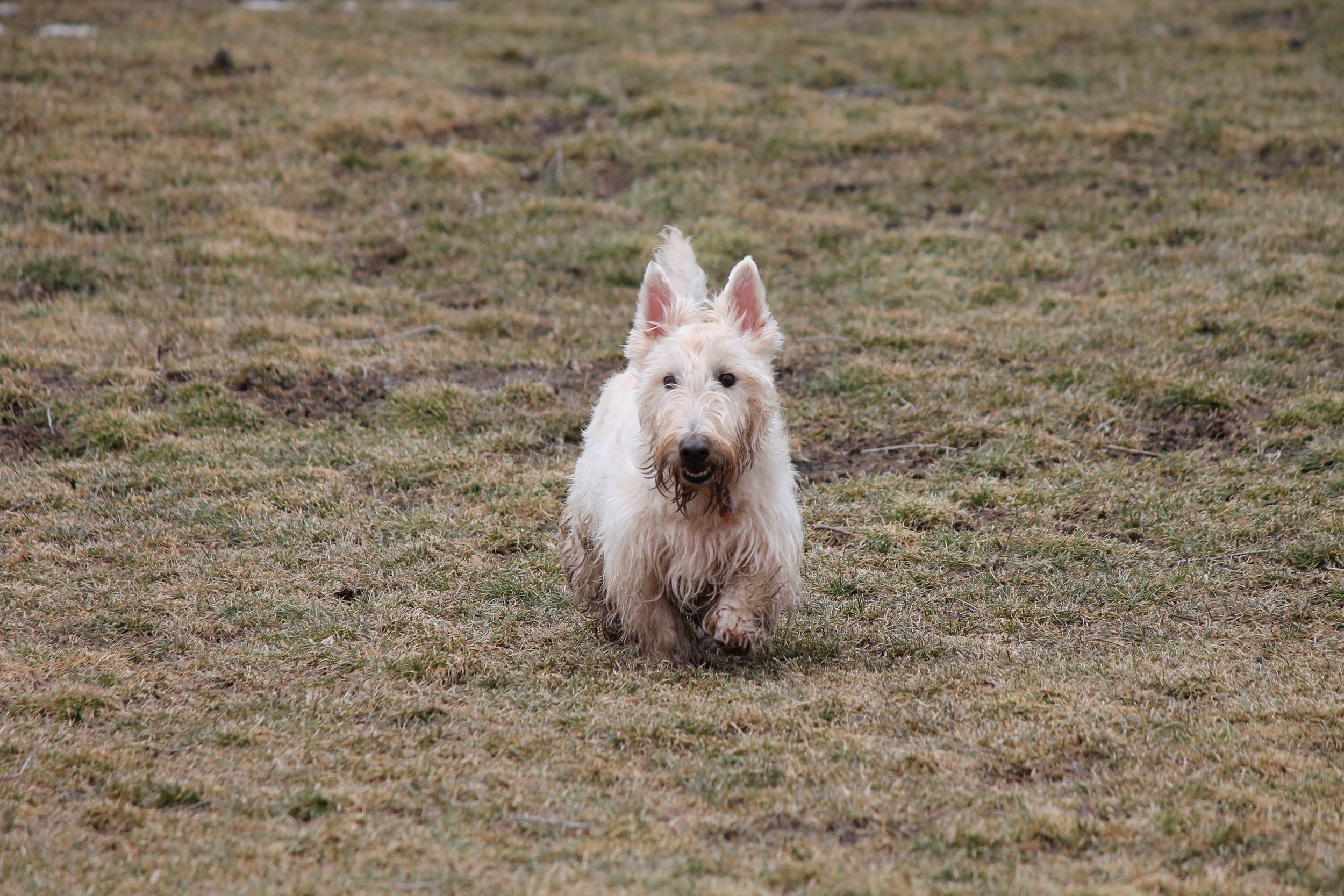 Dog Walker at the park