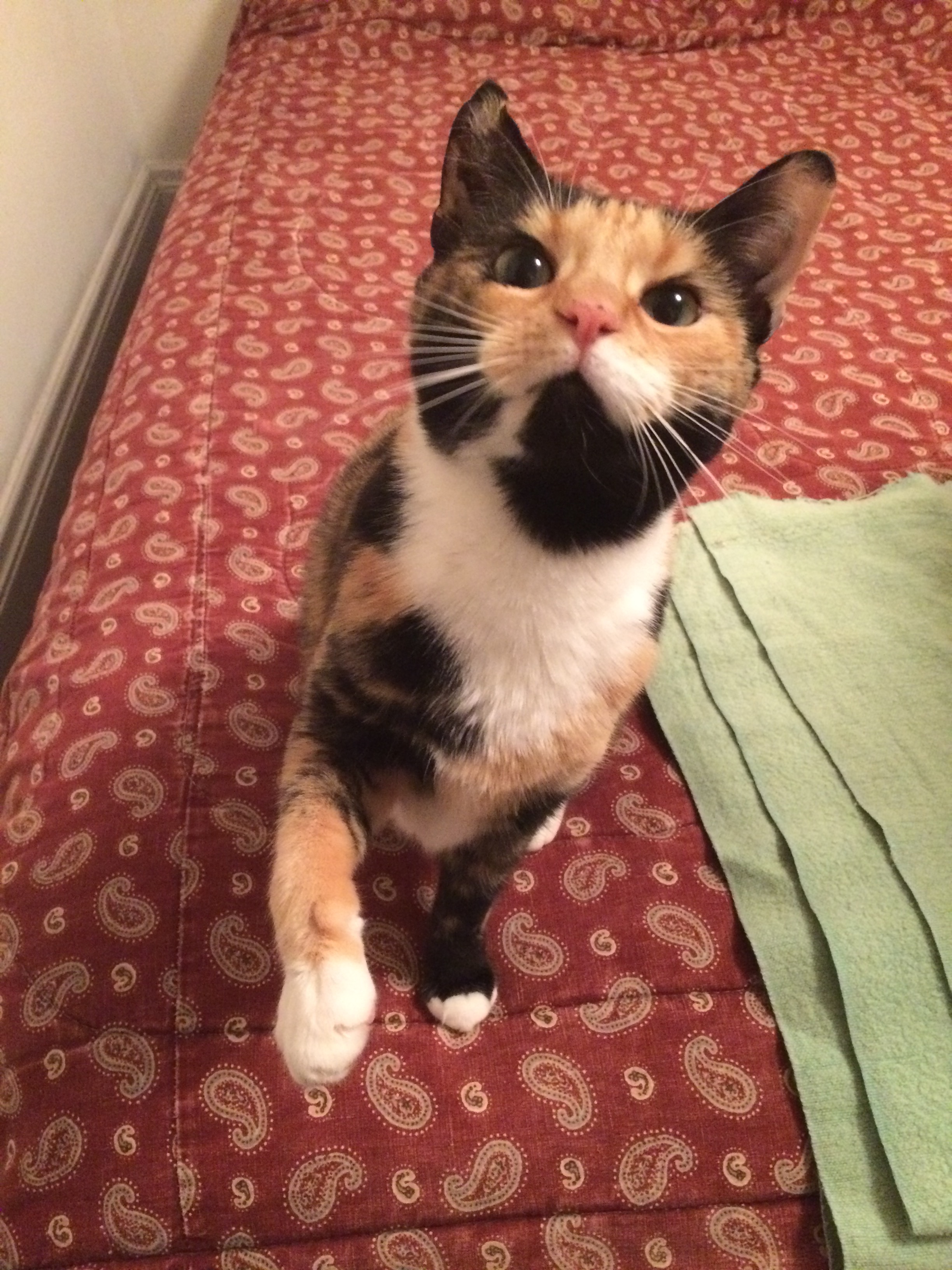 Cat Sitting