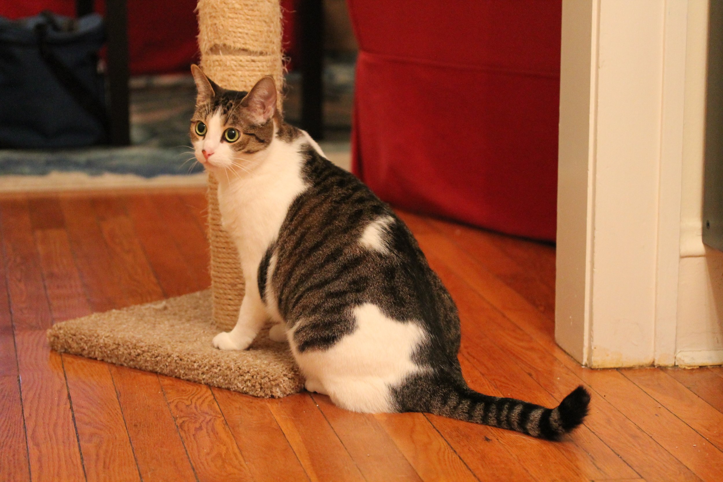 Cat Sitter