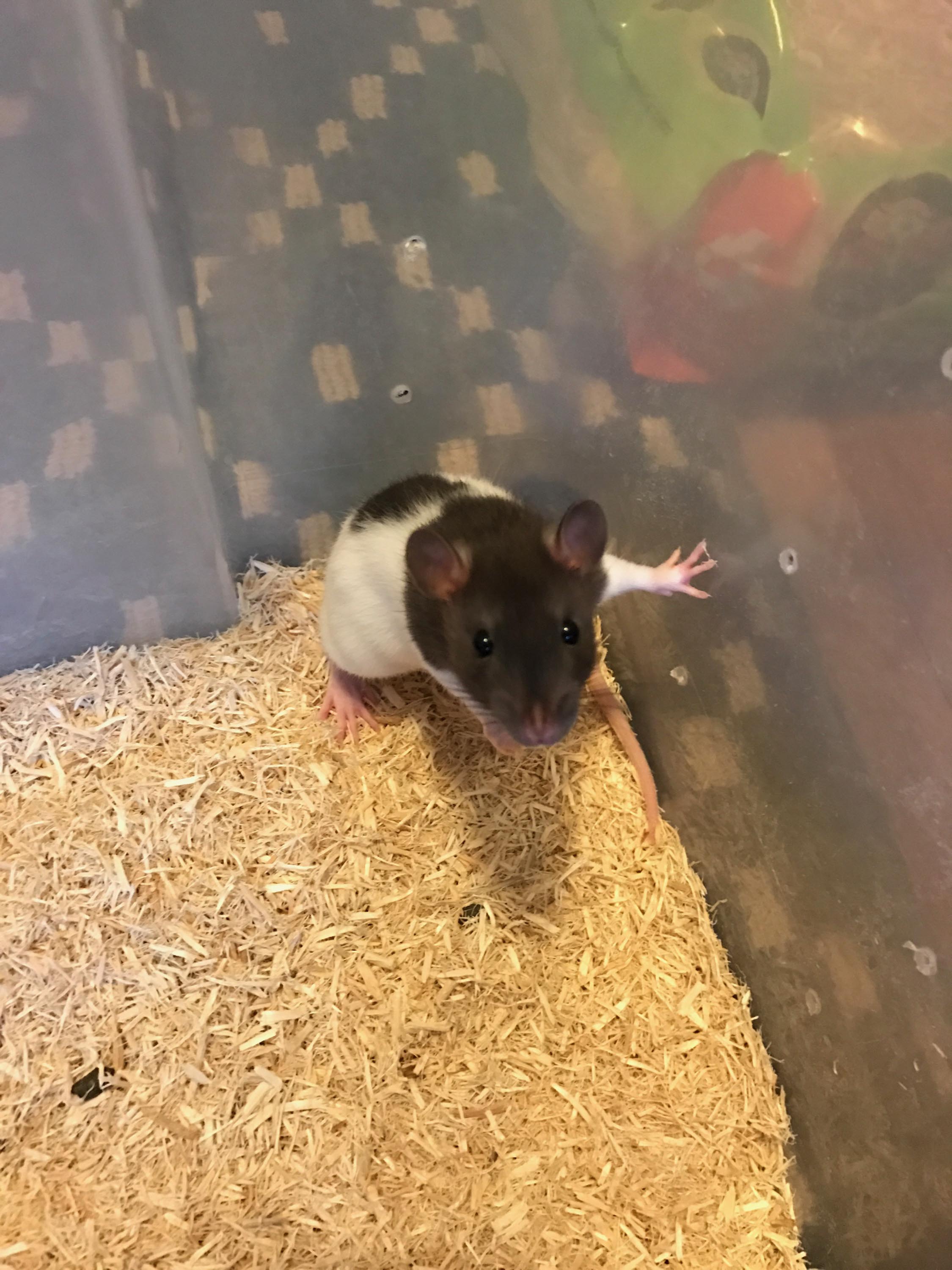 Pet Sitter