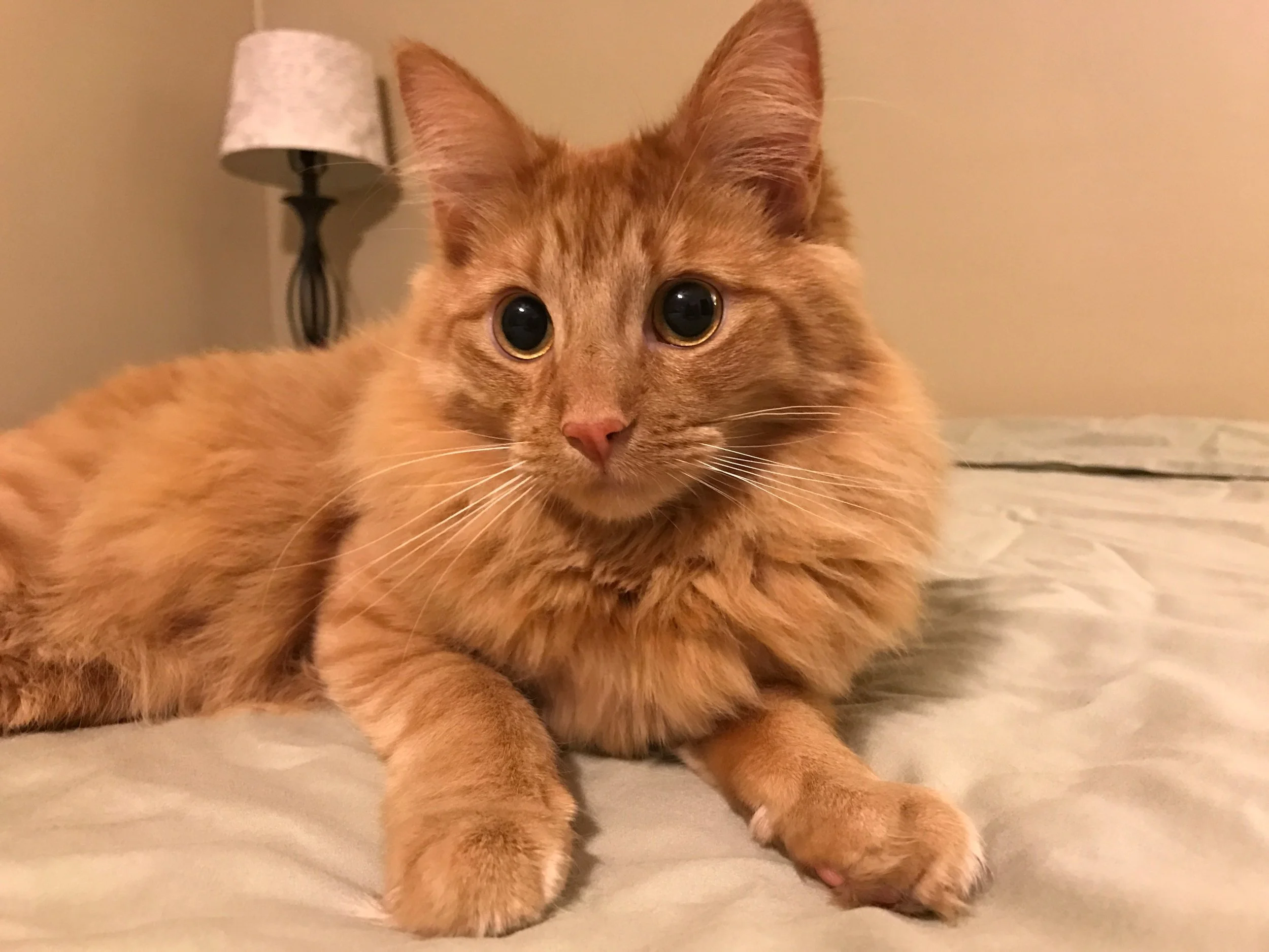 Cat Sitting